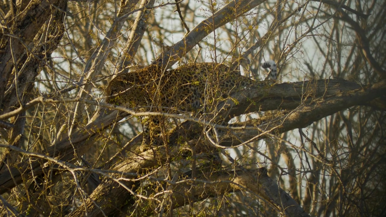 Un leopardo ben mimetizzato sta tra i rami di un albero.