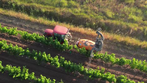 vista de arriba hacia abajo las prácticas agrícolas no orgánicas en los viñedos franceses están contribuyendo a la disminución de la biodiversidad, dañando el delicado equilibrio del medio ambiente.