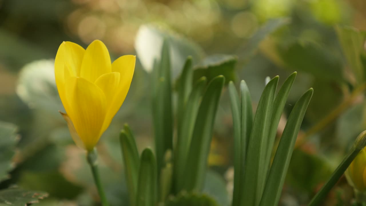 Желтый крокус Sternbergia lutea, осенний и зимний нарцисс, 4K