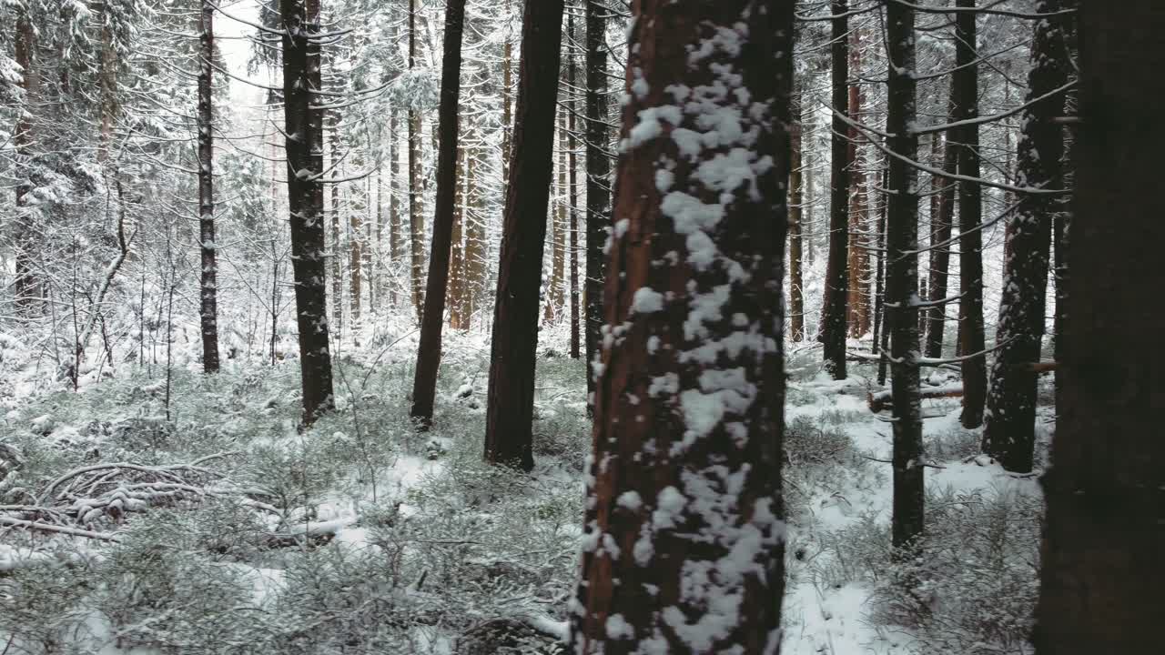 4K UHD aerial drone clip of a narrow snowy foot path surrounded by snow covered pine trees in a forest in winter in Bavaria, Germany