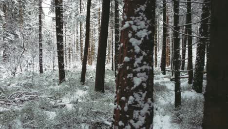 4K-UHD-aerial-drone-clip-of-a-narrow-snowy-foot-path-surrounded-by-snow-covered-pine-trees-in-a-forest-in-winter-in-Bavaria,-Germany