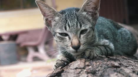 sleepy cat napping on a log in the garden