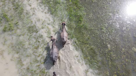 farmer herding buffalo in a flooded paddy field in south asia