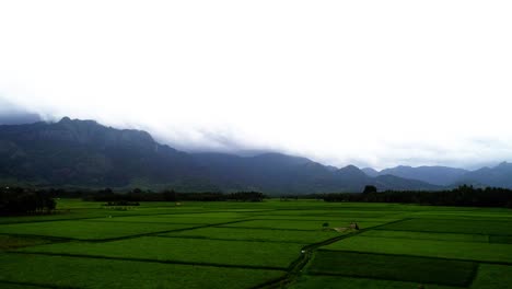 Drone-footage-moving-backwards-across-a-green-paddy-field-in-rural-India-with-a-panning-movement