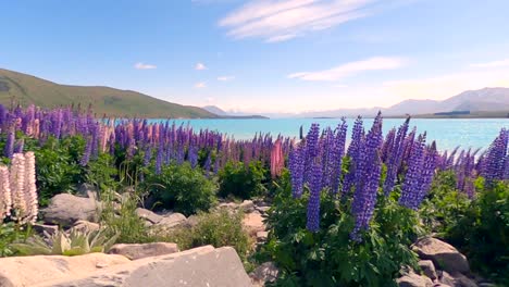 Flores-Silvestres-Violetas-Ondeando-En-El-Viento-En-El-Primer-Plano-Del-Lago-Tekapo-Y-Una-Cordillera-Nevada-En-El-Fondo