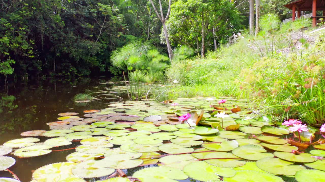 vuelo en ángulo bajo sobre un lago natural cubierto de muchos nenúfares tropicales en la naturaleza