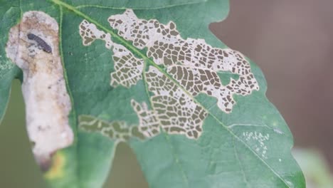 Close-Up-View-Of-Fungal-Diseased-Green-Leaf-Gently-Swaying-In-Wind