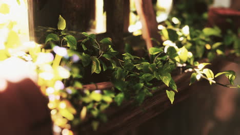 ruined abandoned overgrown by plants interior