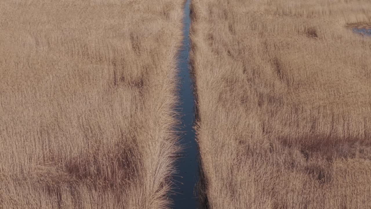 Top down drone view of a dry reed field divided symmetrically by a narrow water canal. The golden vegetation and dark blue water create a striking natural contrast and abstract pattern