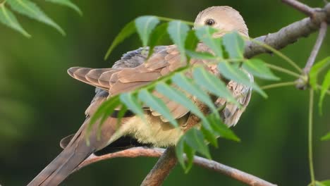 laughing dove in tree relaxing .