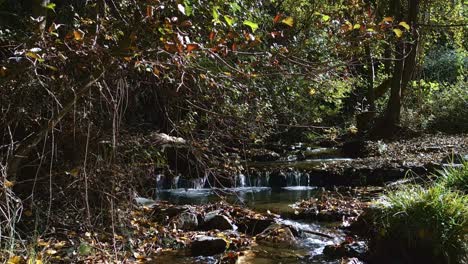 Arroyo-En-El-Bosque-En-Otoño