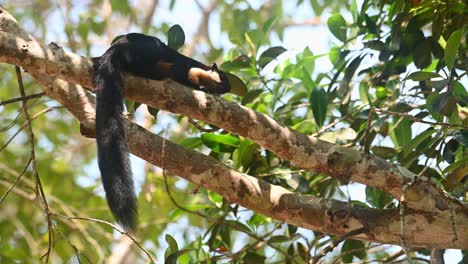 Ardilla-Gigante-Negra-O-Ardilla-Gigante-Malaya,-Ratufa-Bicolor,-Parque-Nacional-Khao-Yai,-Tailandia