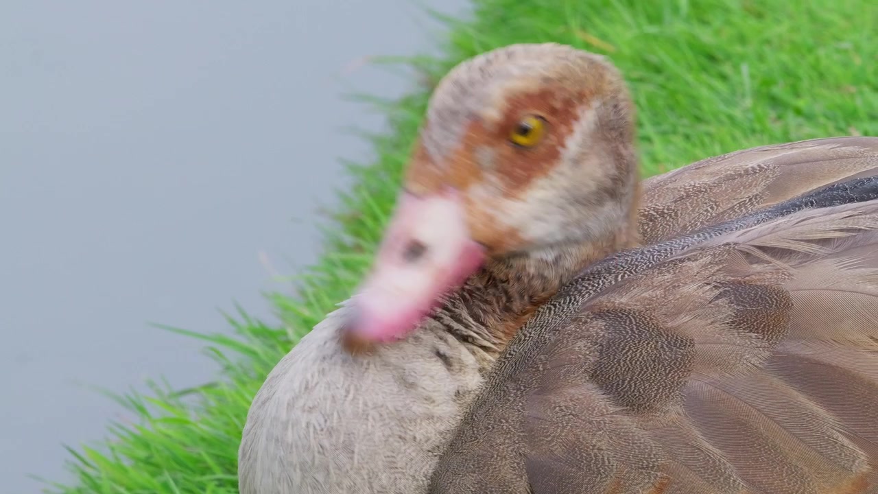 Ördek su kenarındaki çimenli bankta dinleniyor. Yumuşak tüyleri sakin, dingin bir duruş sergiliyor. Parlak gözü ve pembe gagası canlı detaylar katıyor. Yaban hayatı, doğa veya dinginlik temaları için idealdir.