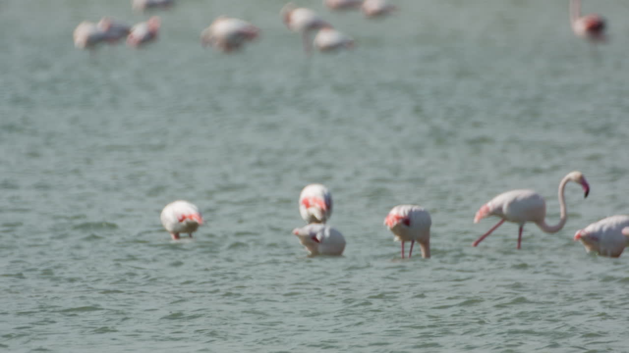 델타 플라밍고 04