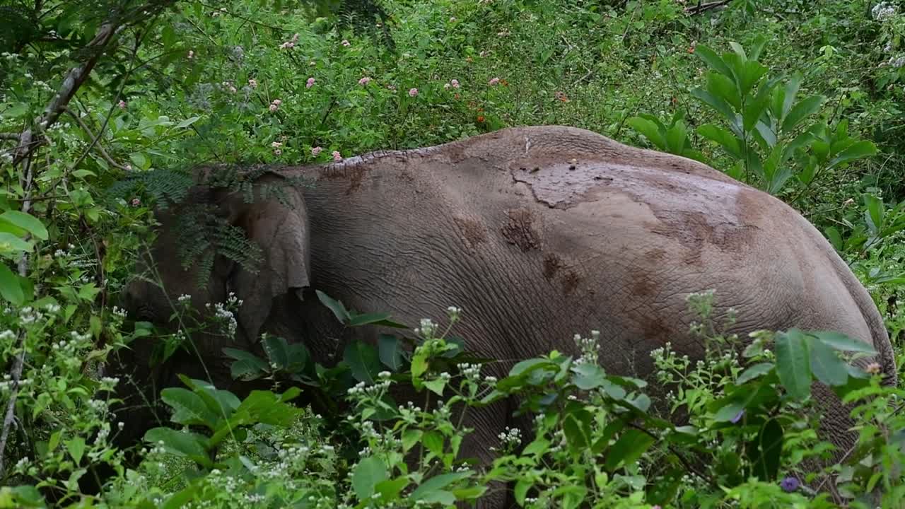los elefantes asiáticos son especies en peligro de extinción y también son residentes de tailandia