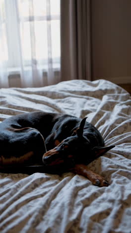 doberman dog sleeping on a bed near a window