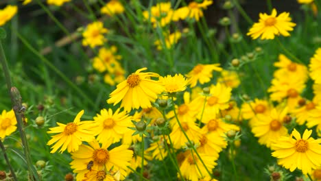 4k bees that fly and land on a yellow flower