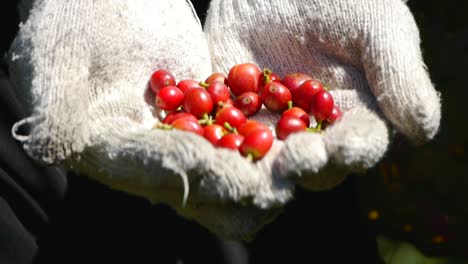 freshly picked coffee fruits held between gloved hands of fruit picker