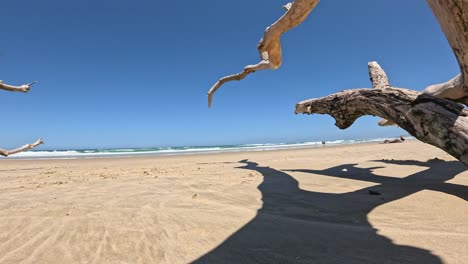 seagull approaches and lands on a driftwood piece