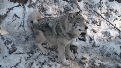 portrait of grey wolf seated on snow covered ground at safari park of omega in canada