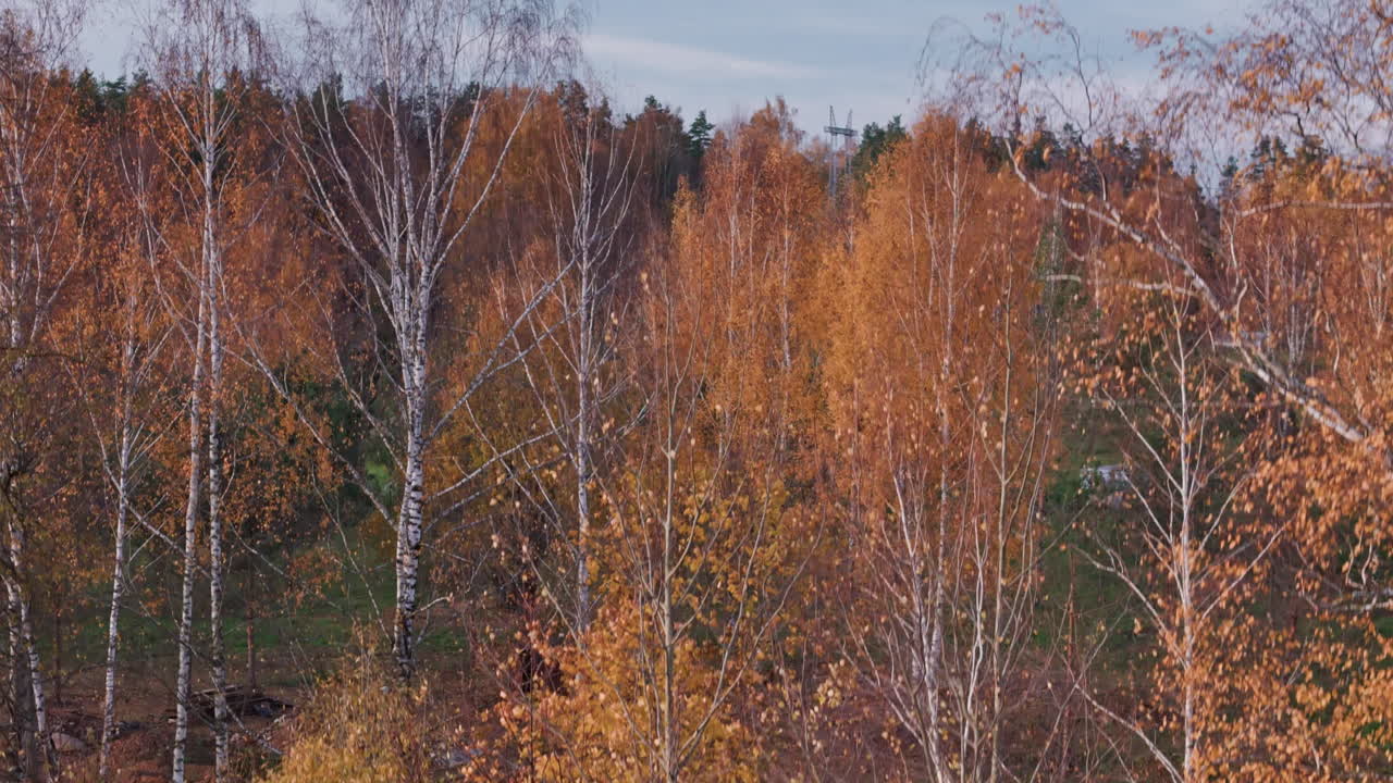 levantamiento drone disparado con impresionante bosque de color dorado en un hermoso día de otoño
