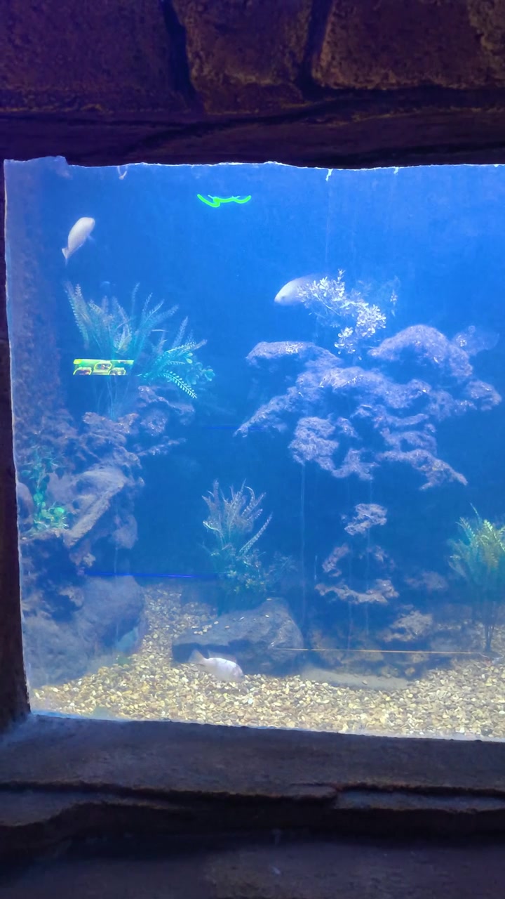 Ikan Berenang di Akuarium Besar
