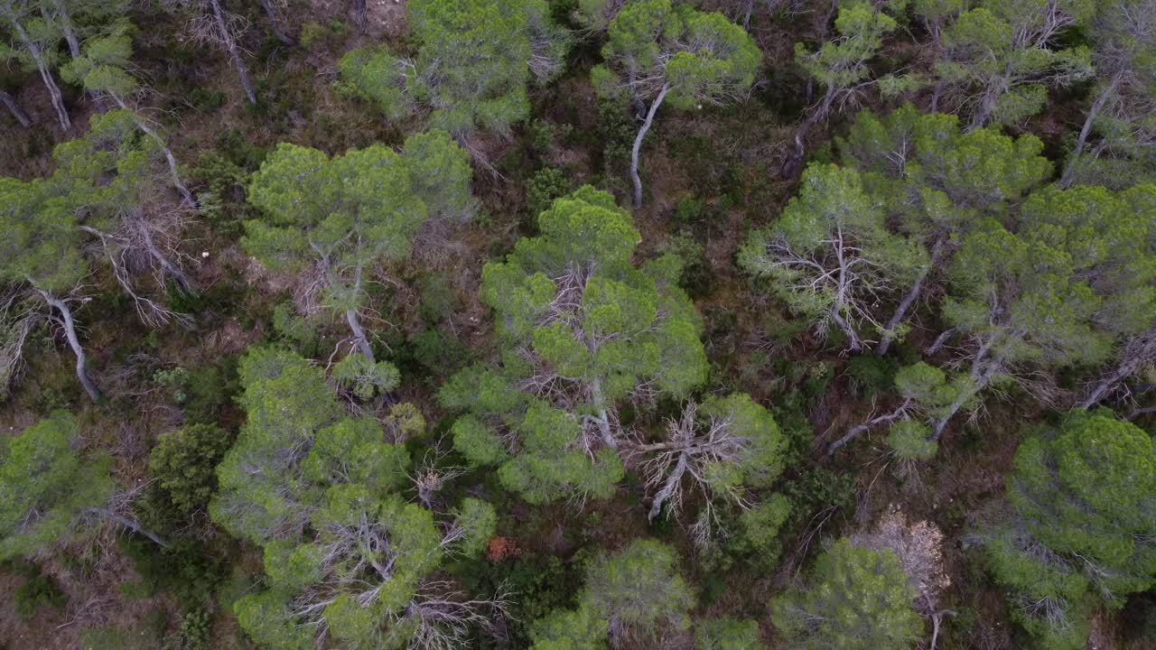 Aerial 4K top-down drone shot of a lush Mediterranean forest in Spain. Dense green canopy featuring pine trees and wild shrubs in a vibrant rural ecosystem