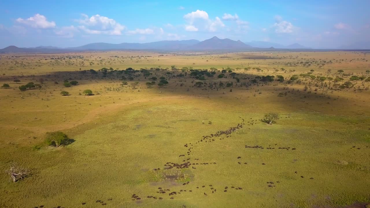 Aerial view of a herd of wildebeest migrating across the savanna in Kidepo Valley National Park, Uganda, with scattered trees and mountains in the background, drone puling out reveal shot