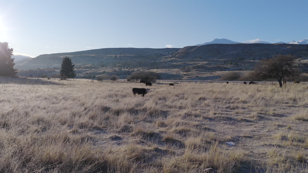 Mucche a riposo e al pascolo in un campo di erba secca sotto le colline distanti in Patagonia, Argentina