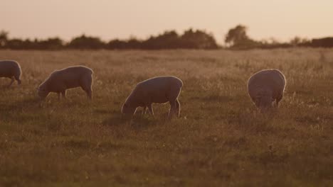 footage of sheep grazing grass on a field at sunset in devon, england