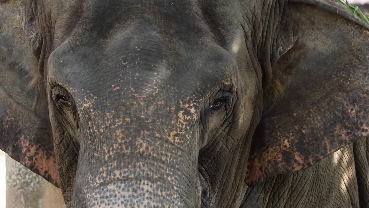 primer plano de la cara de un elefante