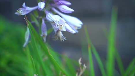 Kleine-Motte-Schwebt,-Um-Die-Blüte-Zu-Bestäuben