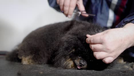 el peluquero está realizando un show-trim para un pequeño perro de pelo largo negro, mezclando lana con tijeras, primer plano en el salón de mascotas