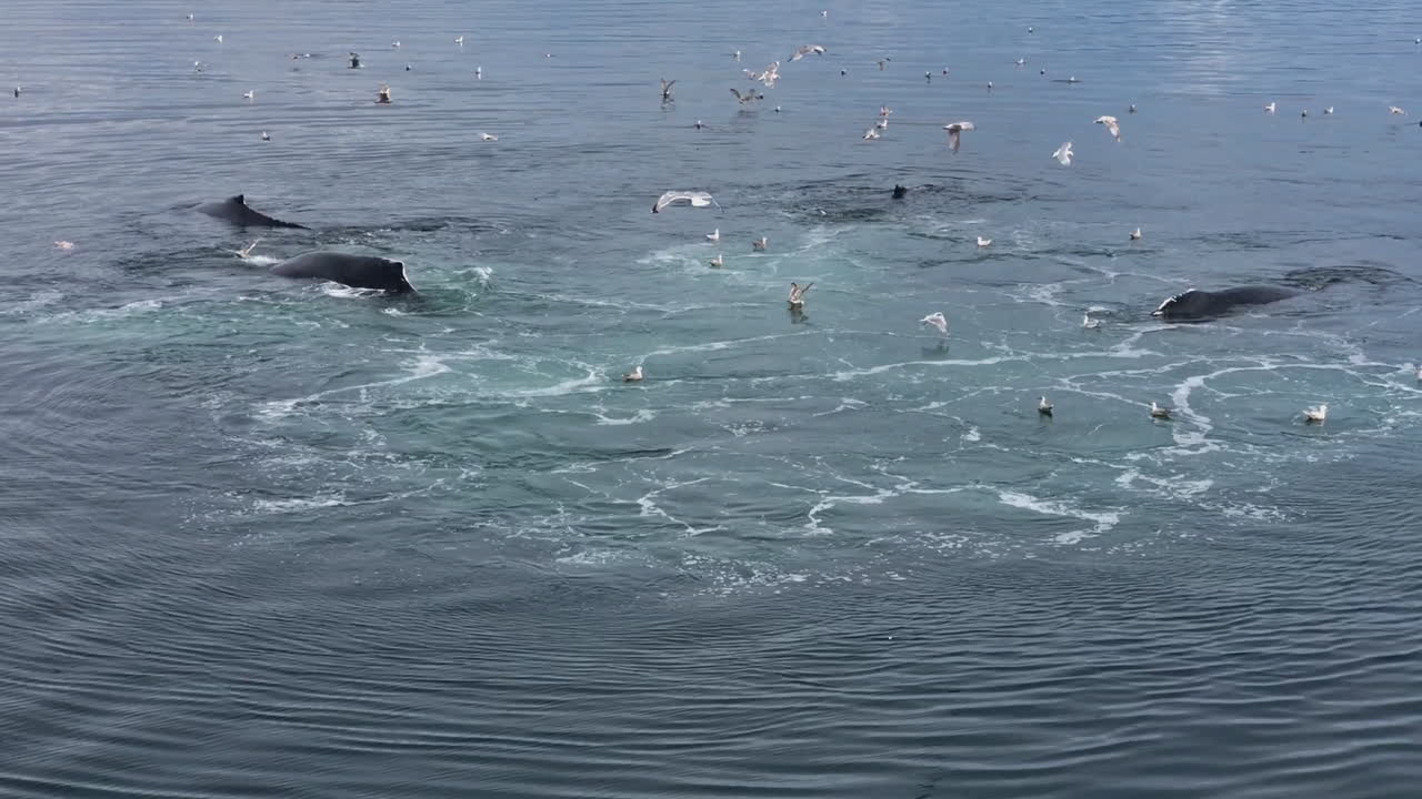 남동부 알래스카 혹등 고래 스파우트 및 다이빙