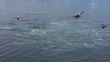 la ballena jorobada del sudeste de alaska brota y se sumerge