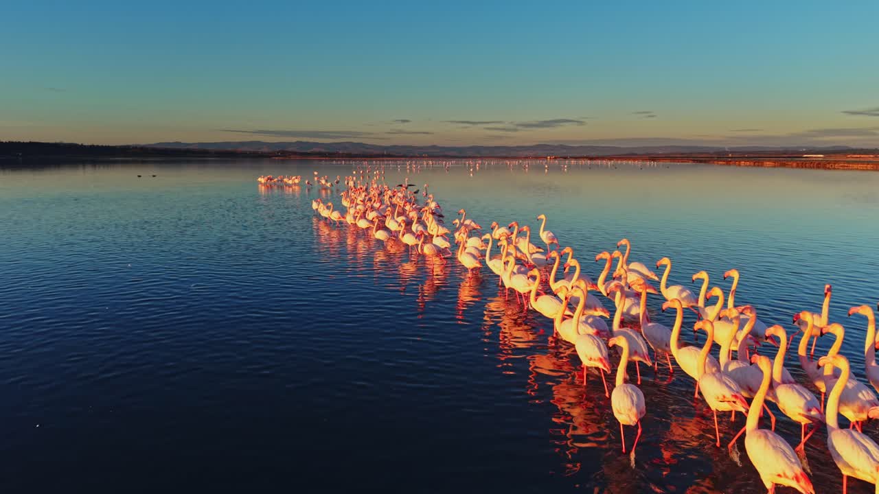 Flamingos stand in a line on calm water under a colorful sky at sunset