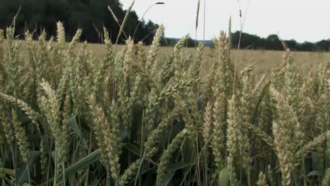 Dolly-O-Deslizador-Disparó-A-Lo-Largo-De-Trigo-Cerca-De-Tauberfeld,-Baviera,-Alemania