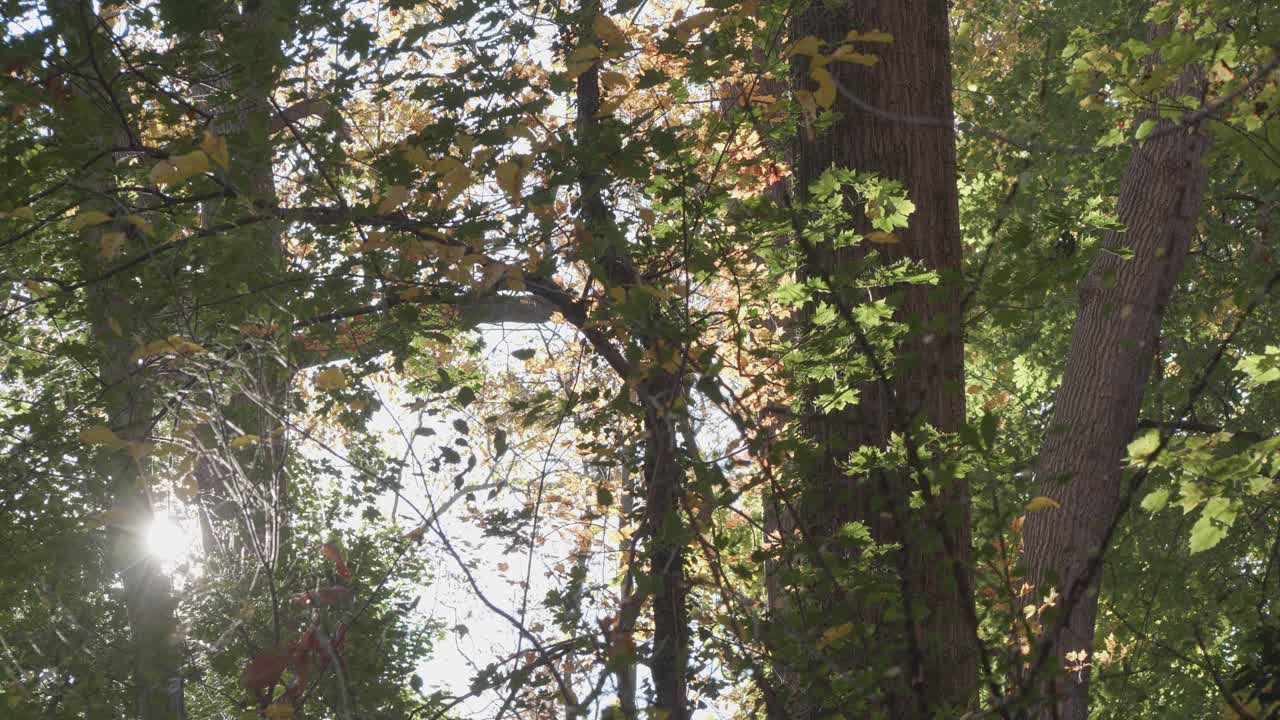 árboles a lo largo del arroyo wissahickon en otoño