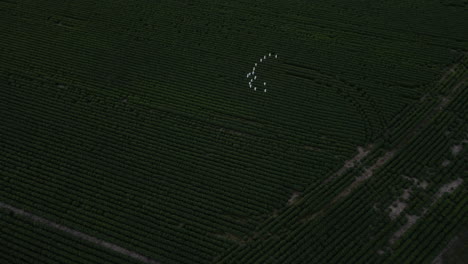 Birdseye-view-drone-shot-of-white-birds-flying-over-agricultural-farmlands