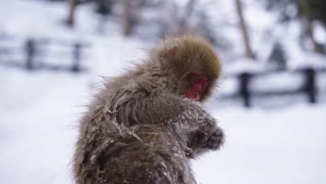 japanese macaque in snowy landscape, eating in the cold