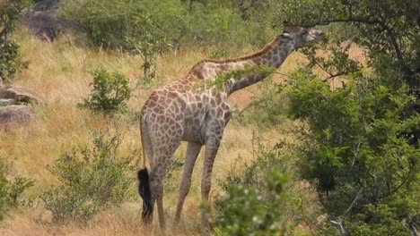 A-giraffe-eats-leaves-in-a-South-African-forest