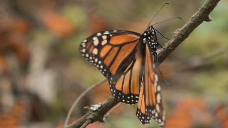 Una-Mariposa-Monarca-Sube-A-Lo-Largo-De-Una-Rama-En-La-Reserva-De-La-Biosfera-De-La-Mariposa-Monarca-En-México