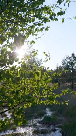 spring woods and marsh scenery