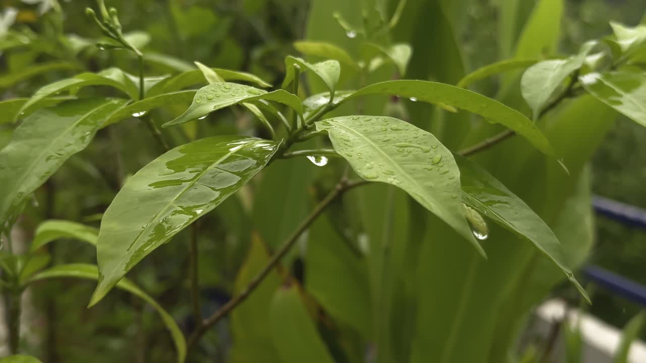 close-up of a plant's leaves, delicately dancing in the rain and vibrant green leaves, adorned with water droplets, create a mesmerizing display of nature's beauty