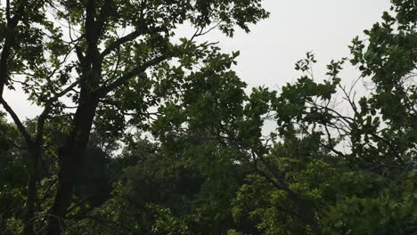 Aerial-rising-through-tree-foliage,-revealing-water-tower