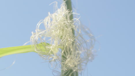 closeup en cámara lenta de una planta de maíz y seda de maíz soplando en el viento