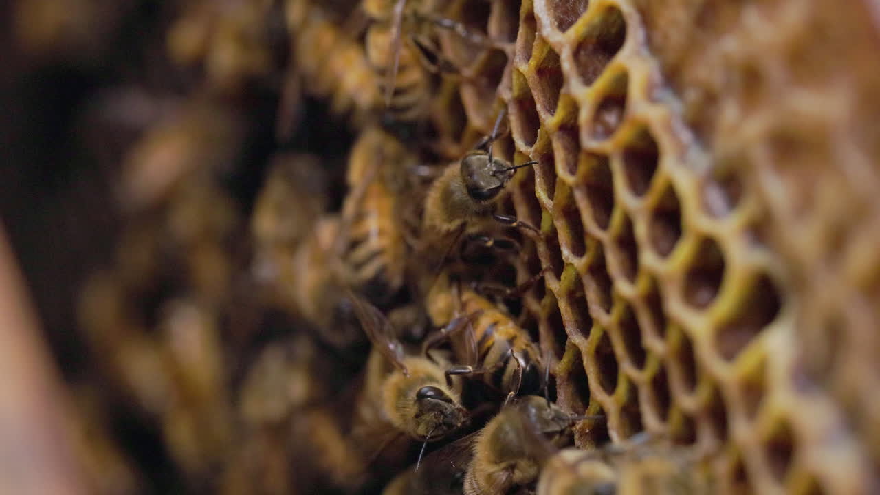 vista lateral de un panal de miel con las abejas melíferas occidentales que trabajan alrededor de las vainas