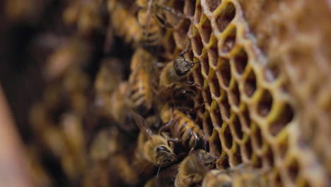 side view of a honey comb with western honey bees workers working around tending to the pods