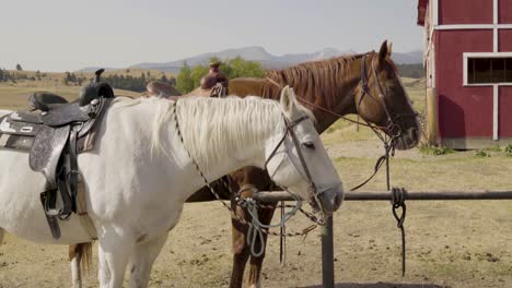 Two-saddled-horses-stand-ready-to-be-ridden-in-front-of-a-red-barn-in-Montana