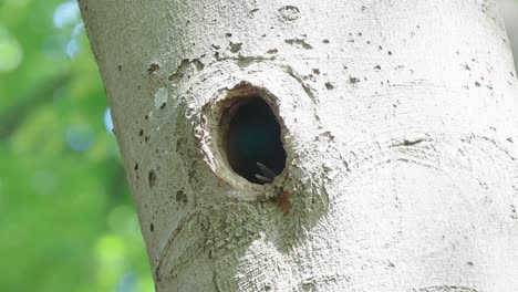 polluelos de pájaro carpintero esperando ser alimentados, acercar con el movimiento de la cámara